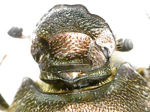 Réf. 268 003 : Onthophagus fracticornis